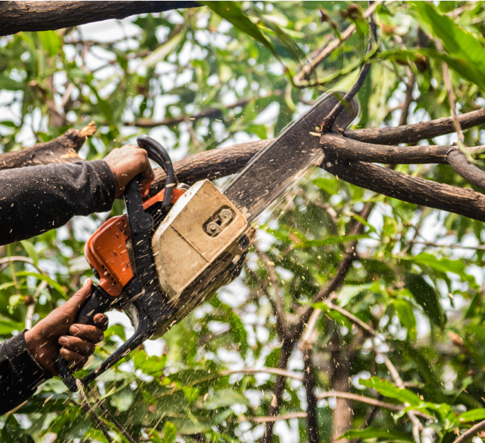 chainsaw used in tree triimming