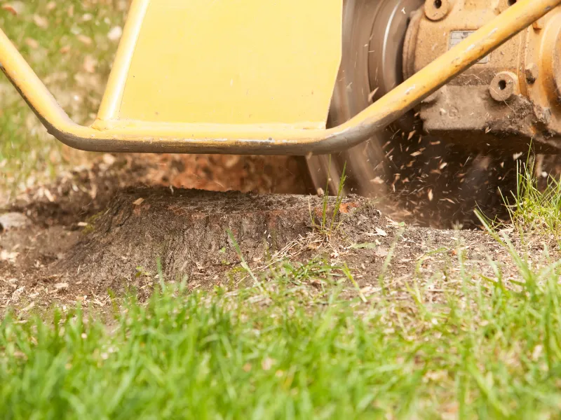 dead palm leaves stump grinding